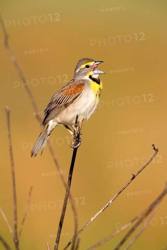 Dickcissel