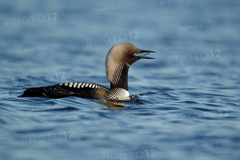 Pacific loon