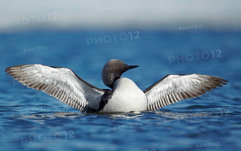 Pacific loon