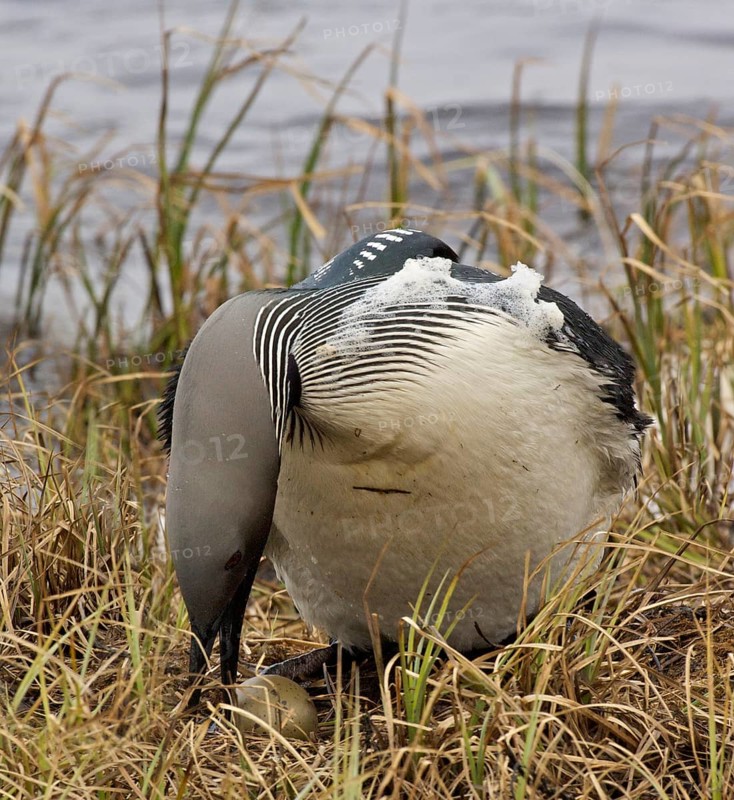 Black-throated loon