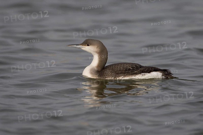 Black-throated Diver