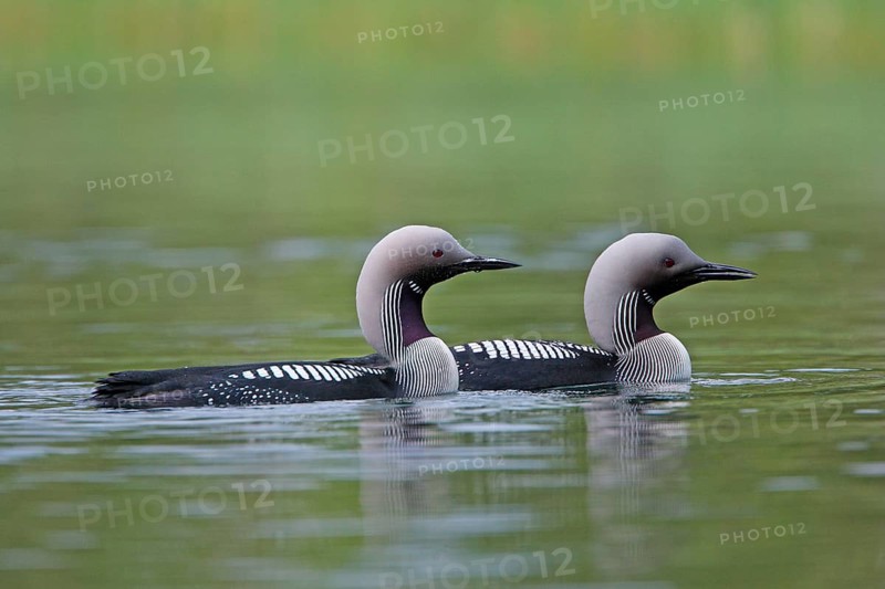 Black-throated loon