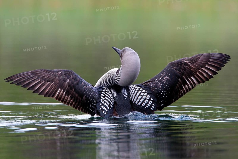 Adult black-throated loon