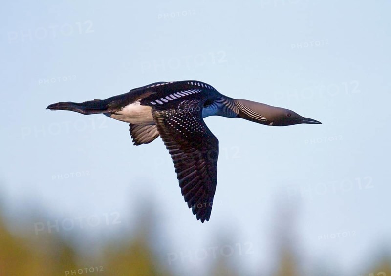 Black-throated loon