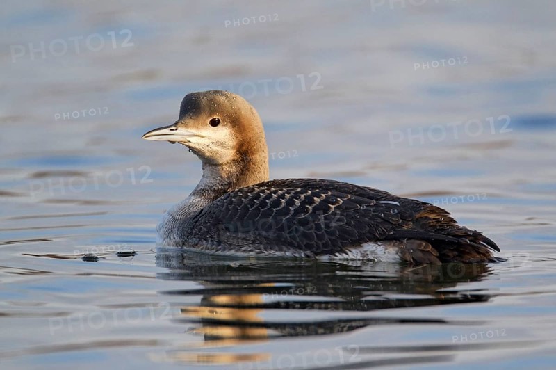 Black-throated loon