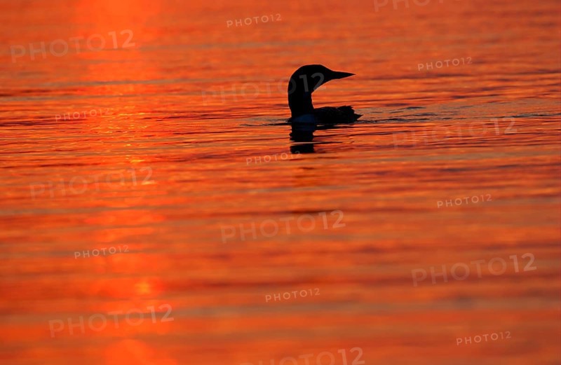 Great Northern Diver