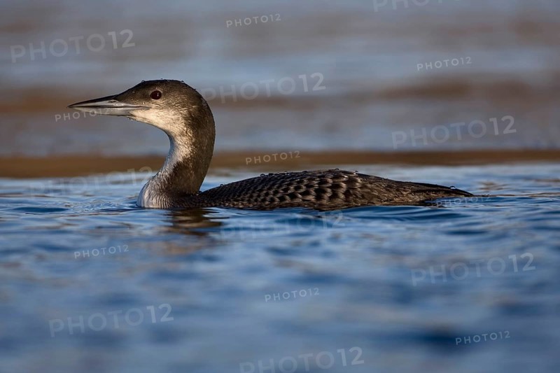Great Northern Diver