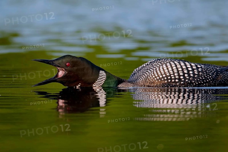 Great Northern great northern loon
