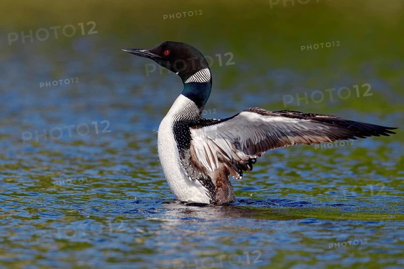 Great Northern great northern loon