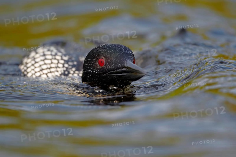 Great Northern great northern loon