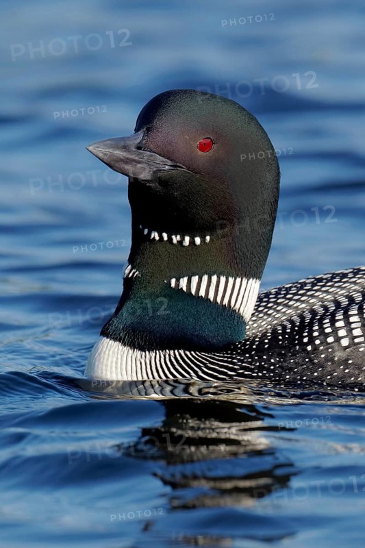Great Northern Diver