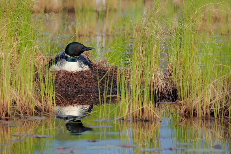 Great Northern Diver