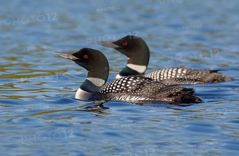 Great Northern Diver