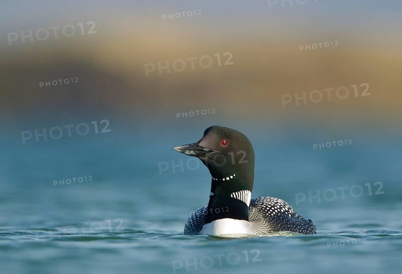 Great Northern Diver