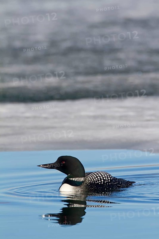 Great Northern Diver