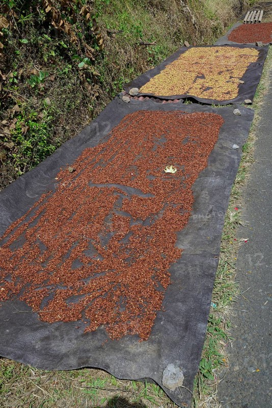 Cloves