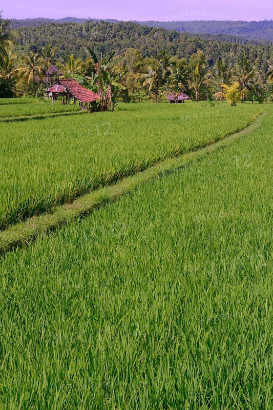 Rice field in Central Bali
