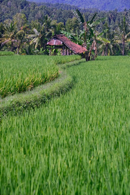 Rice field in Central Bali