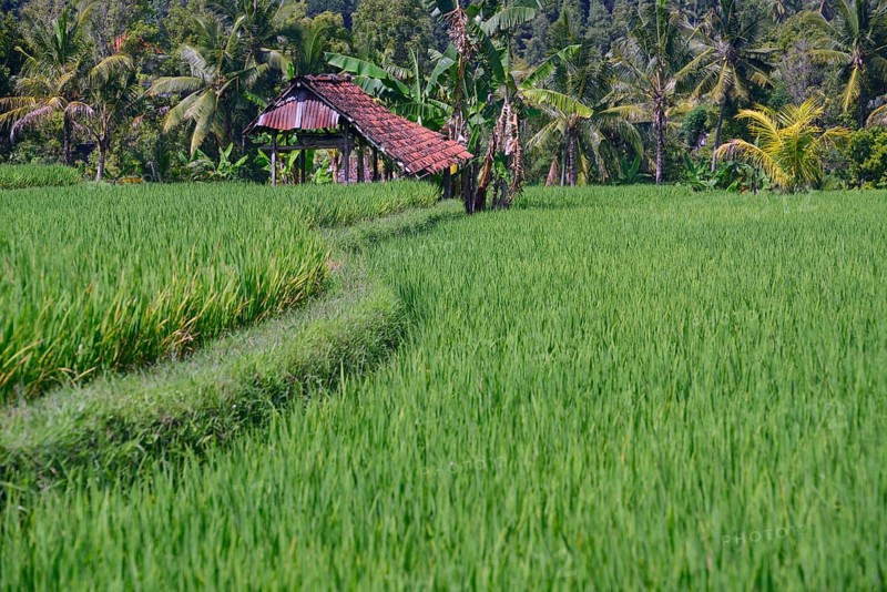 Rice field in Central Bali