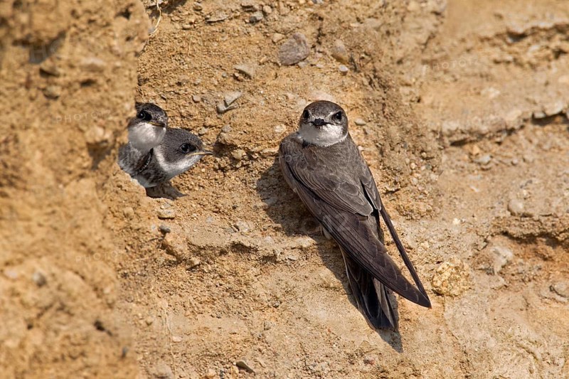 Sand martin