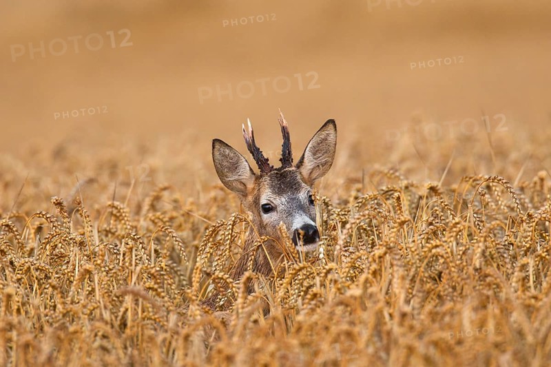 European european roe deer