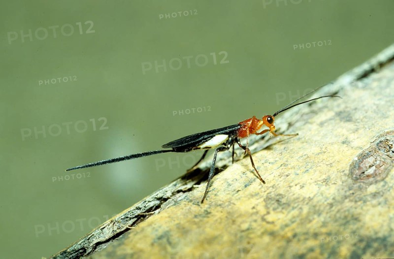 Javanese ichneumon fly