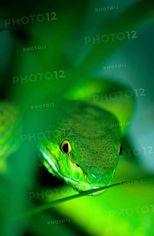 White-lipped lance viper