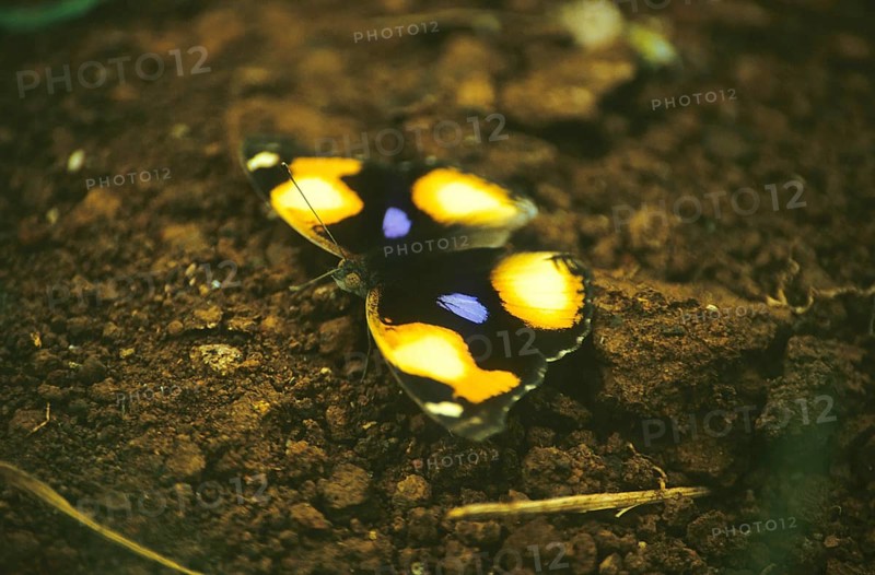 Junonia Butterfly