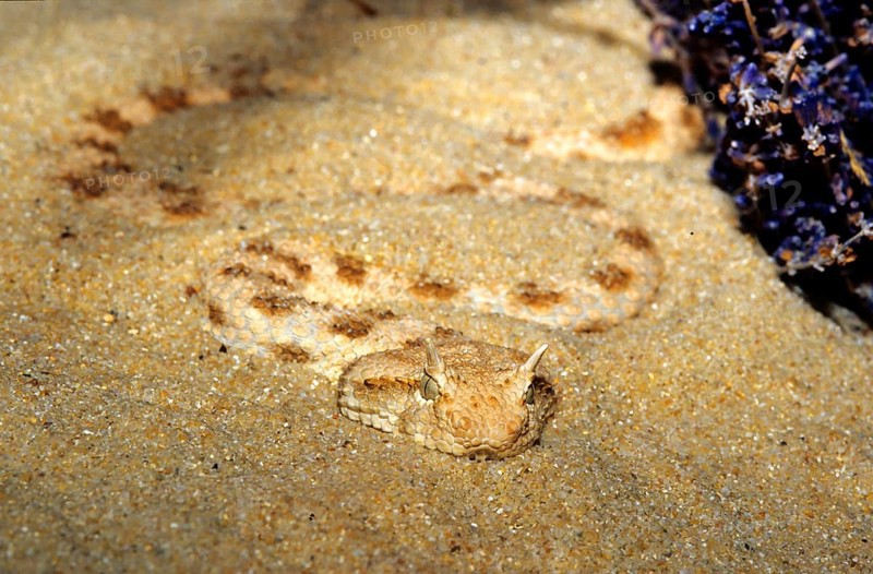 Horned viper