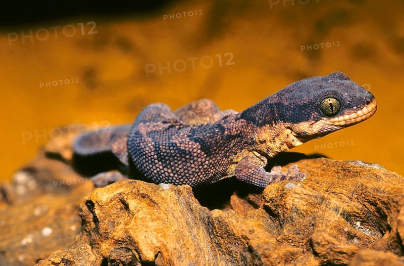 African ribbon velvet gecko