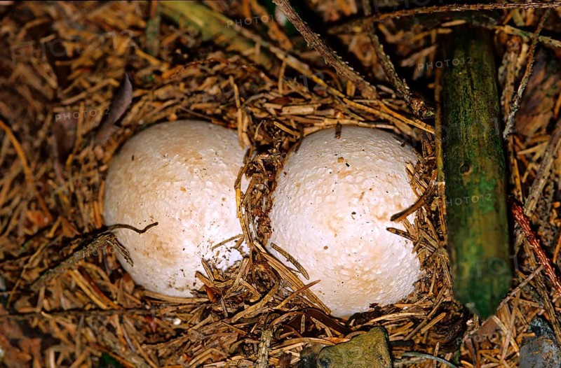 Common stinkhorn