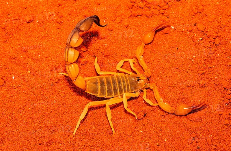 Thick-tailed scorpion