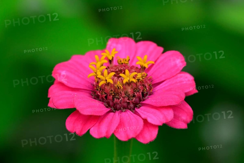 Zinnia