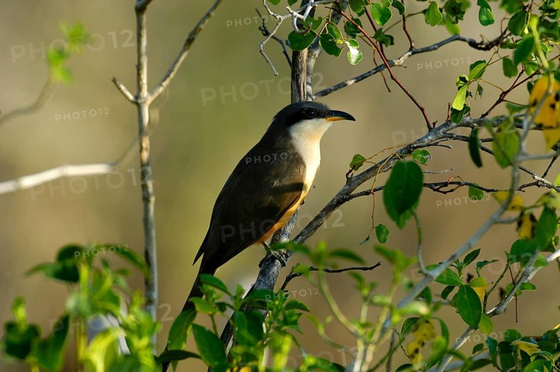 Mangrove Cuckoo