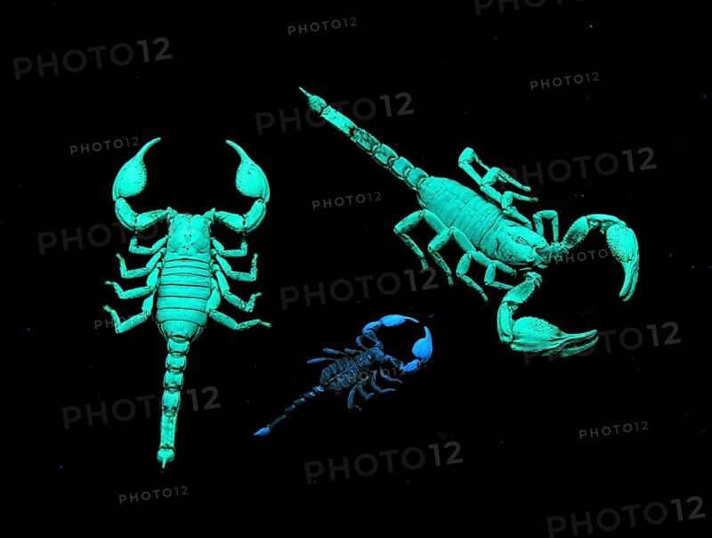 Fluorescent scorpions