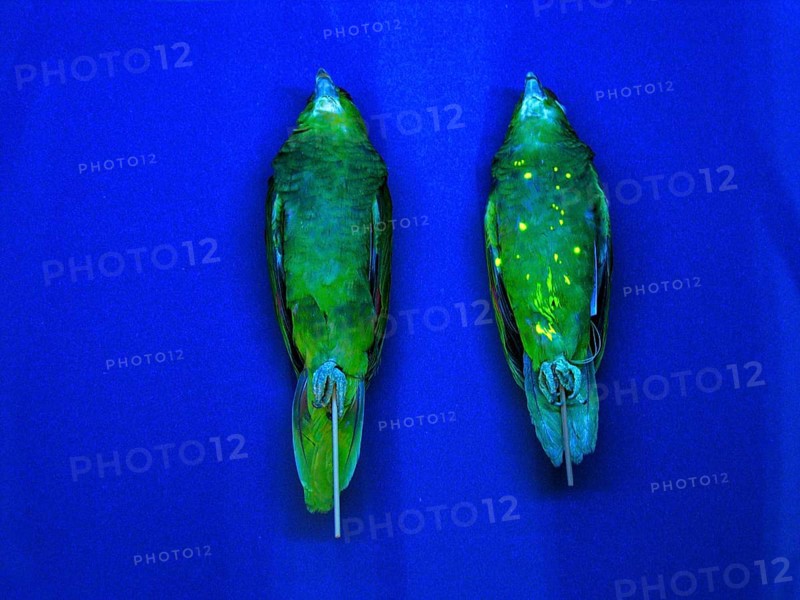 Red-fronted Amazon