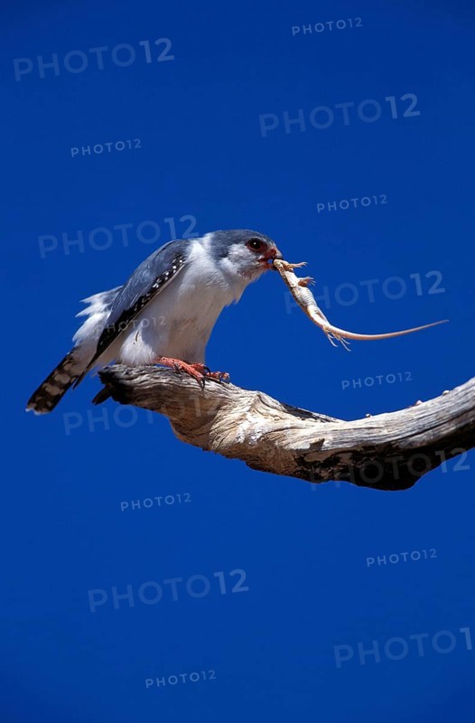 Collared Pygmy Falcon