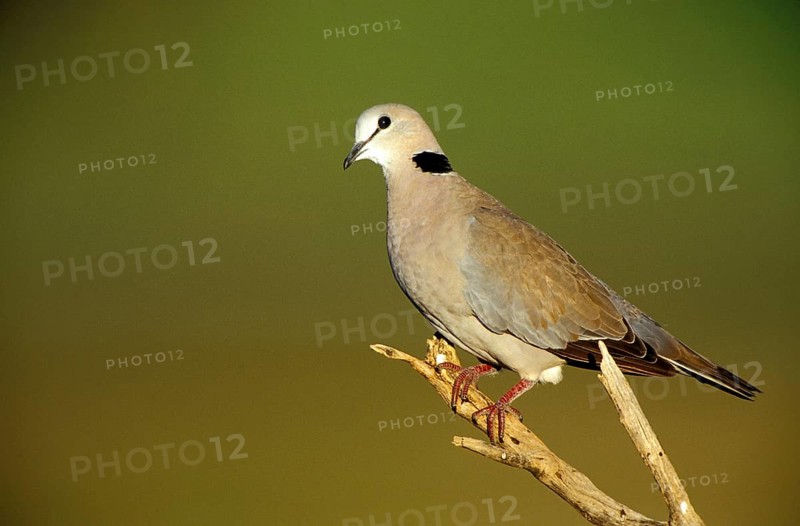 Ring-necked Dove