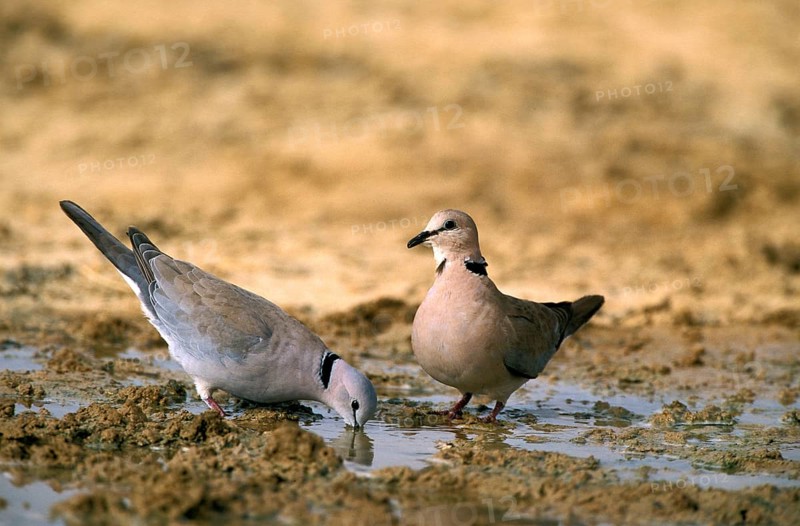 Ring-necked Dove