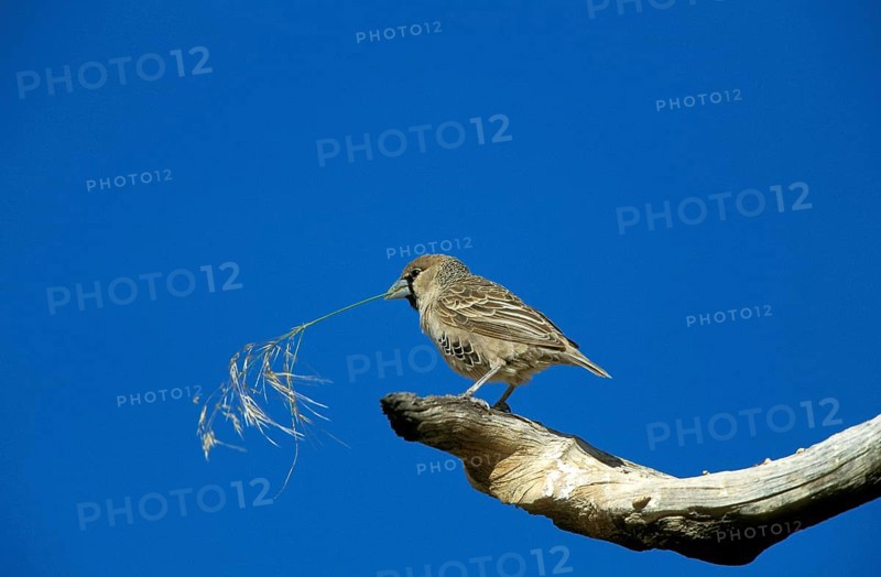 sociable weaver