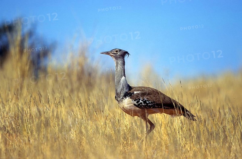 Kori Bustard