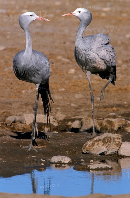 Paradise Crane