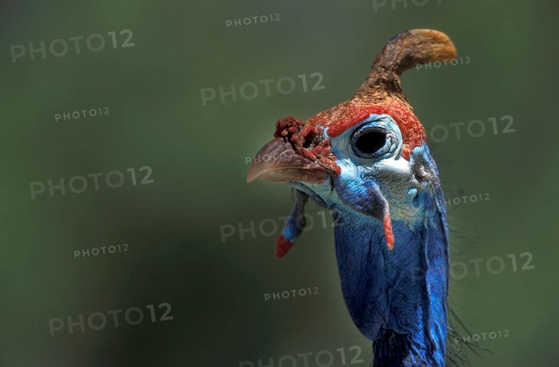 Helmeted Guineafowl