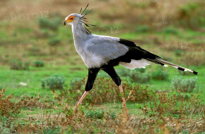 Secretary Bird