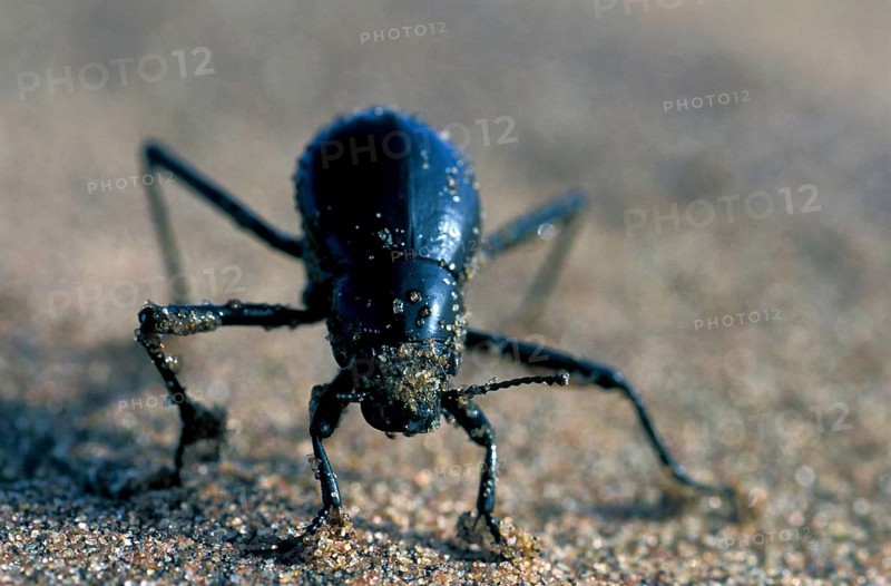 Bombardier beetle