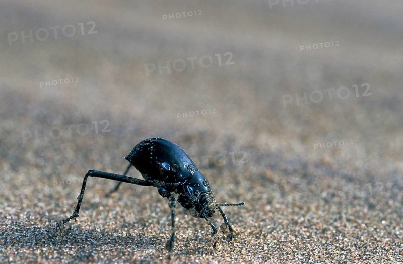 Bombardier beetle