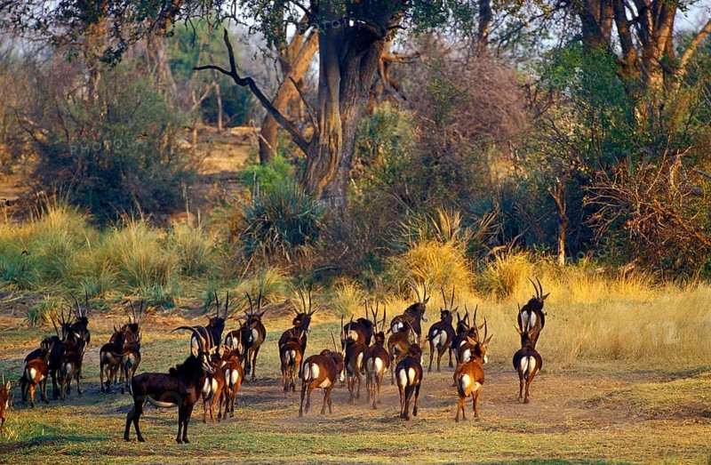 Sable antelope