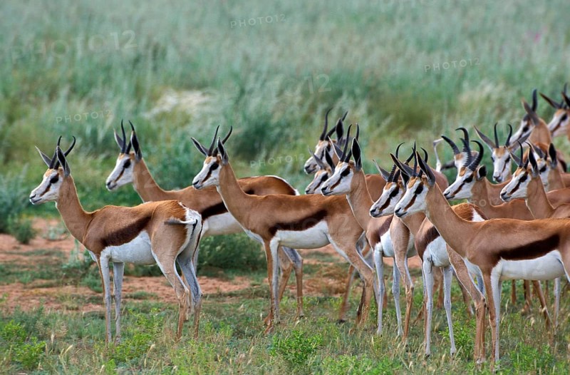 Springbok