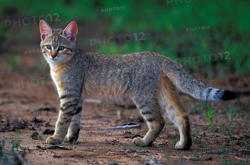 African wild cat