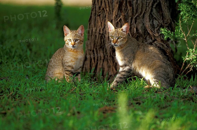 African wild cat